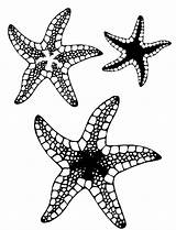 Starfish Coloring Pages Printable Drawing Fish Kids Stencil Star Simple Sea Drawings Cute Stars Colouring Color Template Bestcoloringpagesforkids Stencils Detailed sketch template