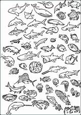 Sea Coloring Deep Pages Creatures Animals Underwater Ocean Printable Color Print Getcolorings Getdrawings Creat sketch template