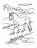 Pages Coloring Pinto Horse Getcolorings Printable sketch template