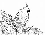 Cardinal Coloring Drawing Line Pages Bird Printable Detailed Beautiful High Drawings Template Print Today Animals Samanthasbell Paintingvalley sketch template
