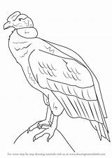 Condor Andean Drawingtutorials101 Cóndor Andino sketch template