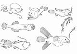 Sea Deep Fish Coloring Creature Angler Pages Creatures Ocean Color Drawing Outline Outlines Colouring Tocolor sketch template
