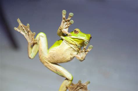 image   green tree frog  sticky feet  glass freebie