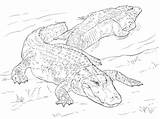 Coloring Pages Alligators American Alligator Two Drawing Printable Color Reptiles Sheets Crocodile Realistic Animal Animals Colouring Categories sketch template