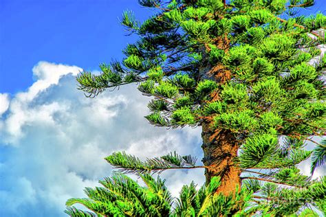 bermuda green photograph  rick bragan fine art america