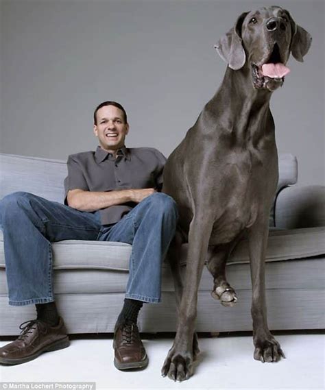 george  great dane  worlds biggest dog  hes terrified  water