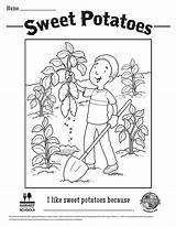 Coloring Sweet Sheet Potato Potatoes Bảng Chọn sketch template