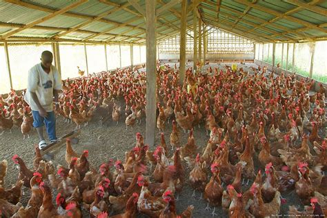 start lucrative poultry farming  nigeria  guide