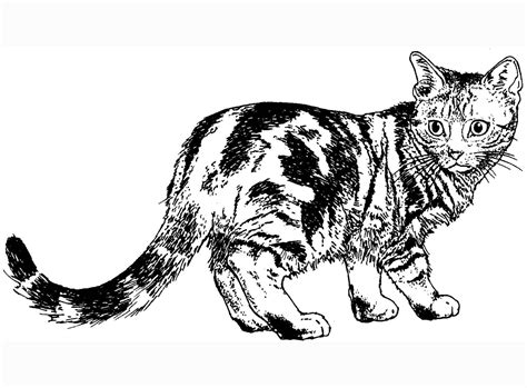calico cat coloring pages   thousand    internet