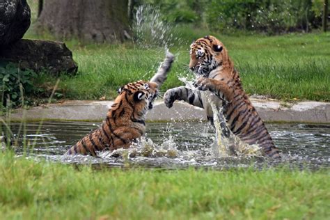 les tigres du bengale ne seront bientot  en voie de disparition