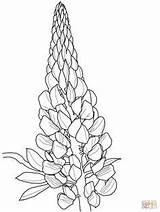 Lupin Lupine Bluebonnet Supercoloring Lupino Hibiscus Remus Malbilder sketch template