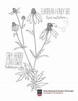 Coloring Coneflower Botanical sketch template