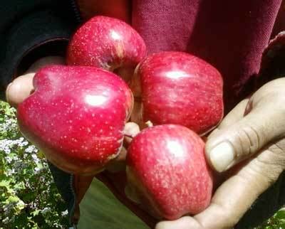 organic dry fruits  shimla himachal pradesh himoard himalyan organization