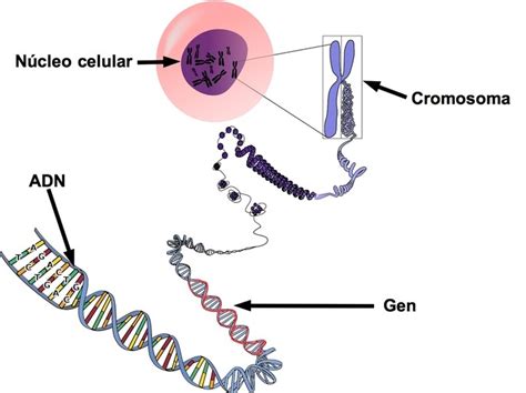 BiologÍa Genes Y Cromosomas