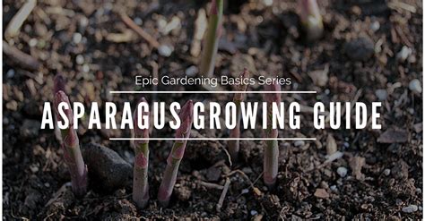 grow asparagus