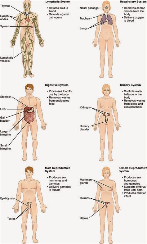 sistemas del cuerpo humano dr alberto sanagustín