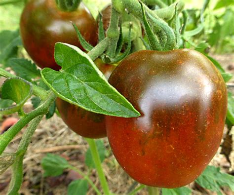 de berao schwarz tomaten aus kurpfalz samenfeste salattomate