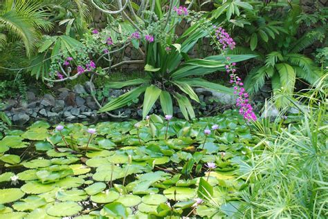 water lillies   maru spa   bora bora lagoon reso andrea