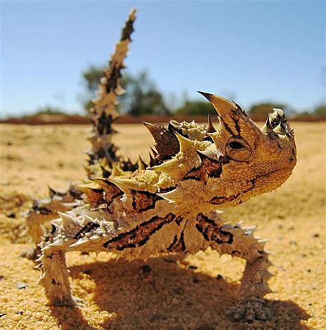 thorny devil lizard prickly desert ant eater animal pictures