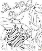 Beetle Beetles Blaettern Tiere Kaefer Dicker Rhinoceros Coloringbay Malvorlage sketch template