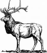 Elk Colornimbus sketch template