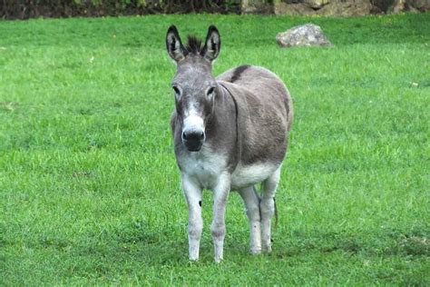 study laminitis  affect younger  overfed donkeys  horse