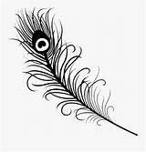Feather Peacock Drawing Simple Successful Coloring Clipart Transparent Clipartkey sketch template