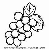 Traube Uva Grape Ultracoloringpages Webstockreview Fahrradwege sketch template