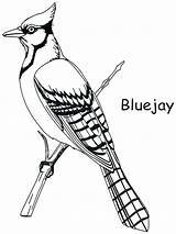 Coloring Pages Bird Blue Toronto Jays Color Printable Birds Drawings Colouring Jay Patterns Draw Kids Adult Drawing Painting Getcolorings Workshop sketch template
