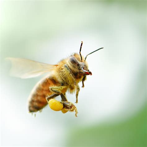 beginners guide  honeybee breeds manuka honey usa