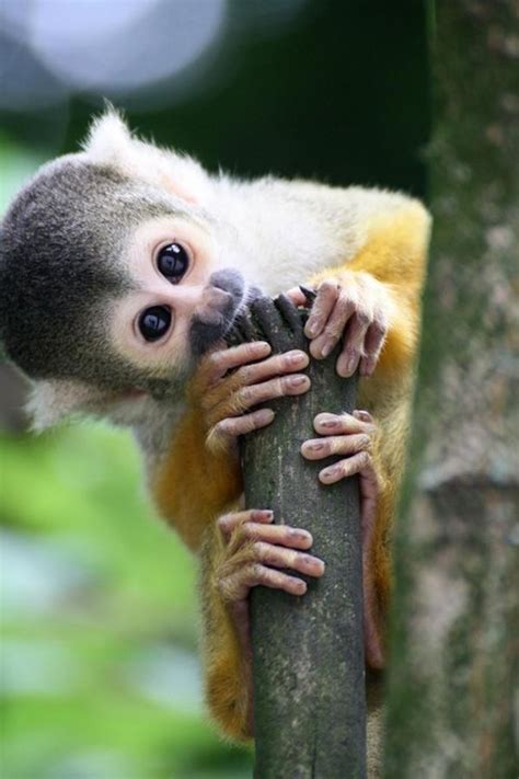 silly  monkey daily squee cute animals cute baby animals