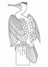 Cormorant Coloring Pages Great Colouring Bestcoloringpages Kids Printable sketch template