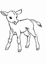 Cow Baby Coloring Pages Cows Realistic Drawing Kids Easy Sketches Animal Color Cute Outline Drawings Colour Cliparts Clipart Kidsplaycolor Sketch sketch template