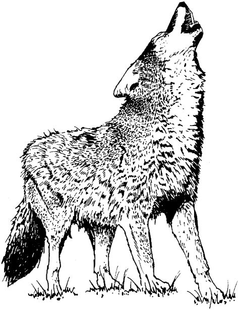 wolf howling moon coloring pages   print