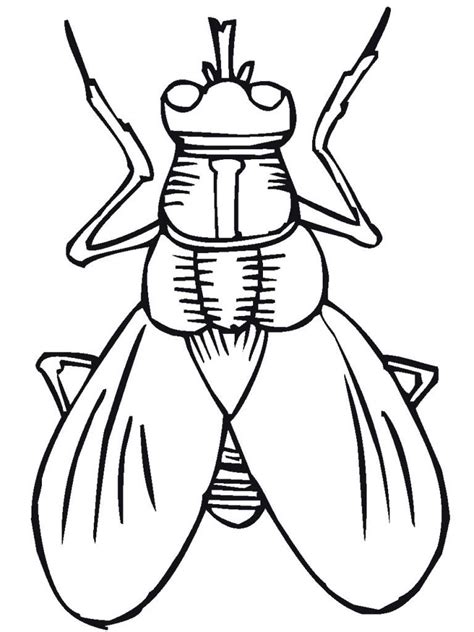 insect coloring pages  coloring pages  kids insect coloring