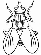 Cicada sketch template