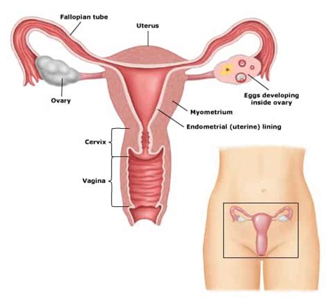 Male And Female Sexual Anatomy Function And Purpose