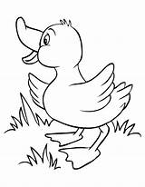 Duck Coloring Baby Cute Pages Printable Clipart Clipartbest sketch template