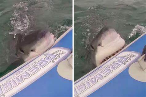 shark attacks tourists at sea daily star