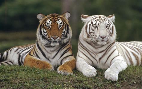 hd two tigers wallpaper download free 118806