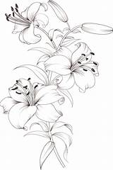 Lilies Stargazer sketch template