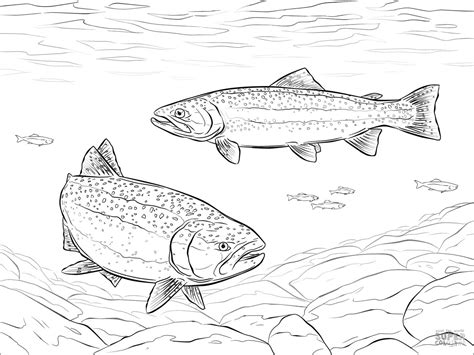 trouts coloring pages coloringbay