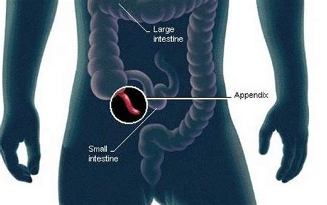 human appendix anatomy location  function  appendix