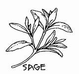 Sage Clipart Herbs Drawing Herb Plant Basil Leaf Clip Bw Smudging Herbal Plants Drawings Real Vector Brush Clipartpanda Cliparts 20clipart sketch template