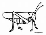 Crickets sketch template