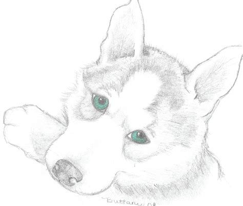 realistic puppy drawing  getdrawings