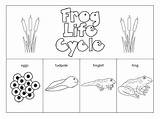Frogs Lifecycle Lebenszyklus Ciclo Adepts Maid Frosch Paste Imovie Elps sketch template