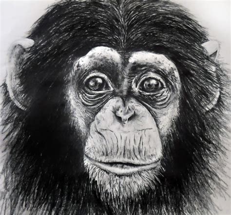 monkey pencil drawing  paintingvalleycom explore collection