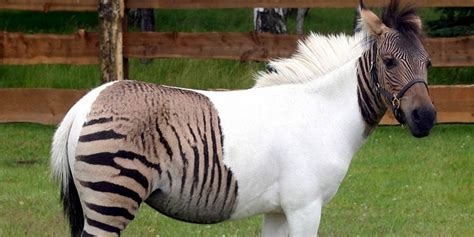 zebroid  crossbred   zebra   horse dinoanimalscom