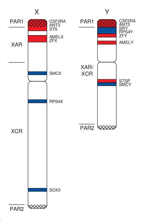the location of selected genes on the human x and y